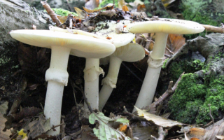 Ядовитые грибы бледные поганки