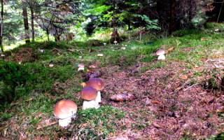 Белые грибы на лесной поляне