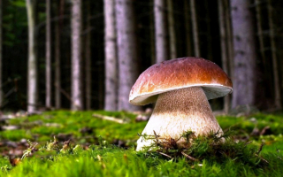 Белый гриб на поляне