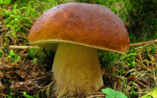 Белый гриб боровик