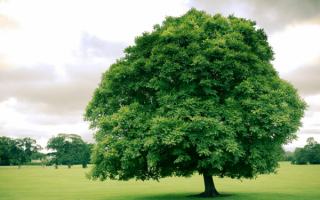 Дерево с зеленой кроной