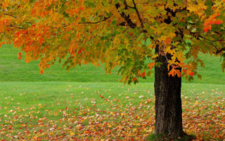 Осенний клен листву роняет