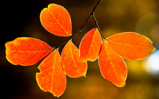Осенние листья на ветке