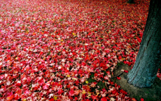 Красный ковер из осенних листьев