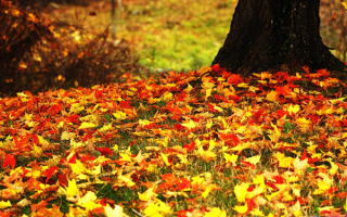 Опавшие листья осенние