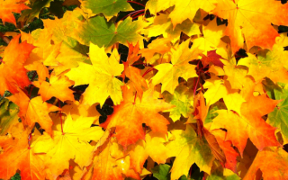 Осенние листья кленовые