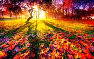 Осенние листья на поляне