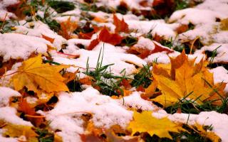 Первый снег на осенних листьях
