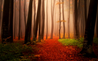 Лес туман осень