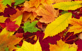Разноцветные осенние листья