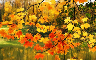 Осенние листья клена