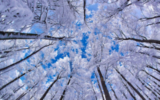Зимние кроны деревьев