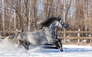 Лошадь на зимней прогулке