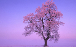 Зима дерево