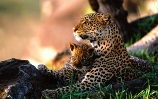 Леопард с котенком