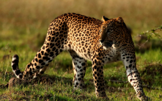 Большая хищная кошка леопард