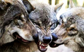 Волки - серые разбойники