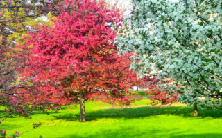 Весна цветущие деревья