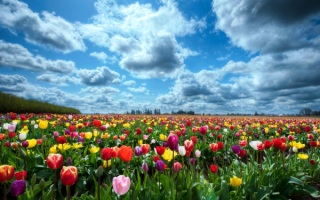 Весеннее поле тюльпанов