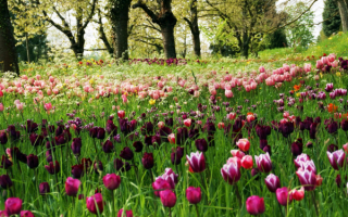 Тюльпаны на весенней поляне
