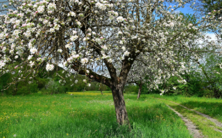 Цветущая яблоня на весенней поляне