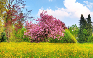 Цветущее дерево на весенней опушке леса
