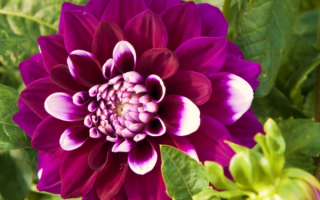 Цветок георгин фиолетовый