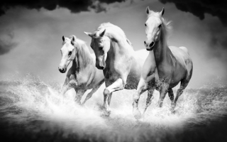 Тройка белых коней