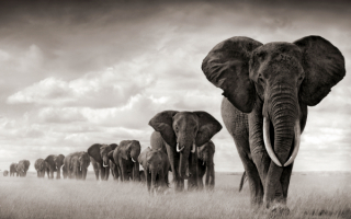 Стадо слонов