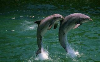 Шоу  дельфинов