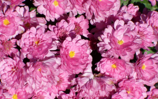 Хризантемы сибирские