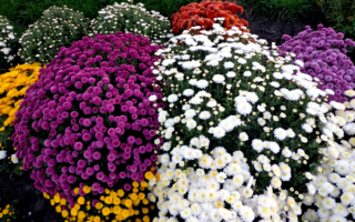 Разноцветные кустовые хризантемы