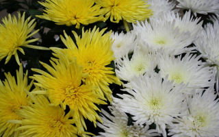 Хризантемы желтые и белые