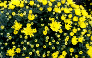Хризантемы кустовые желтые