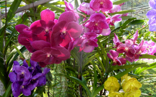 Цветы орхидеи разноцветные