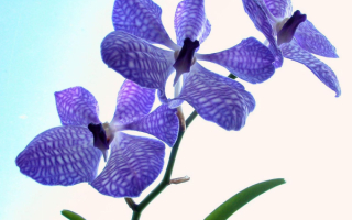 Цветы орхидеи синие