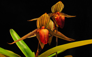 Цветы золотой орхидеи