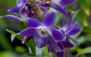 Орхидея дендобриум