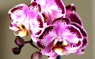 Гибридные орхидеи