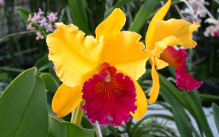 Желтые орхидеи