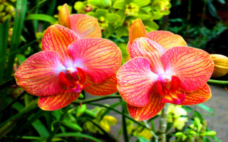 Картинка орхидеи