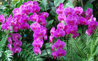 Красивые  цветы орхидеи