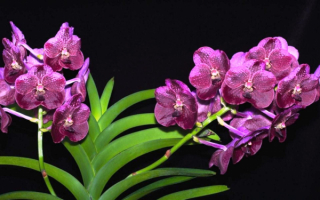 Красивые фиолетовые орхидеи