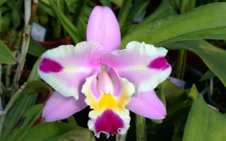 Красивый цветок орхидея