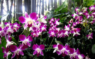 Орхидеи в лесу