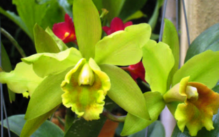 Орхидеи зеленые