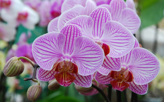 Орхидеи полосатые
