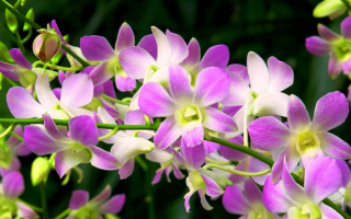 Орхидеи цветут