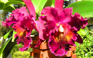 Самые красивые цветы орхидеи