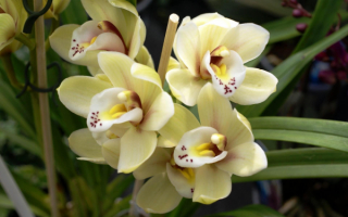 Светло-желтые орхидеи